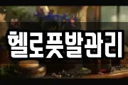 헬로풋발관리