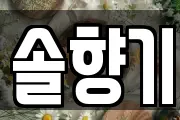 솔향기