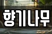 향기나무