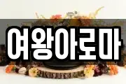 여왕아로마