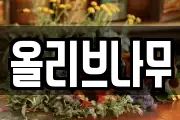 올리브나무