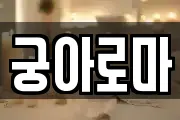 궁아로마
