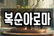 복순아로마