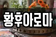 황후아로마